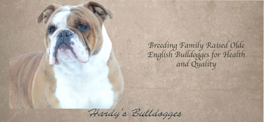 Hardy's Bulldogges